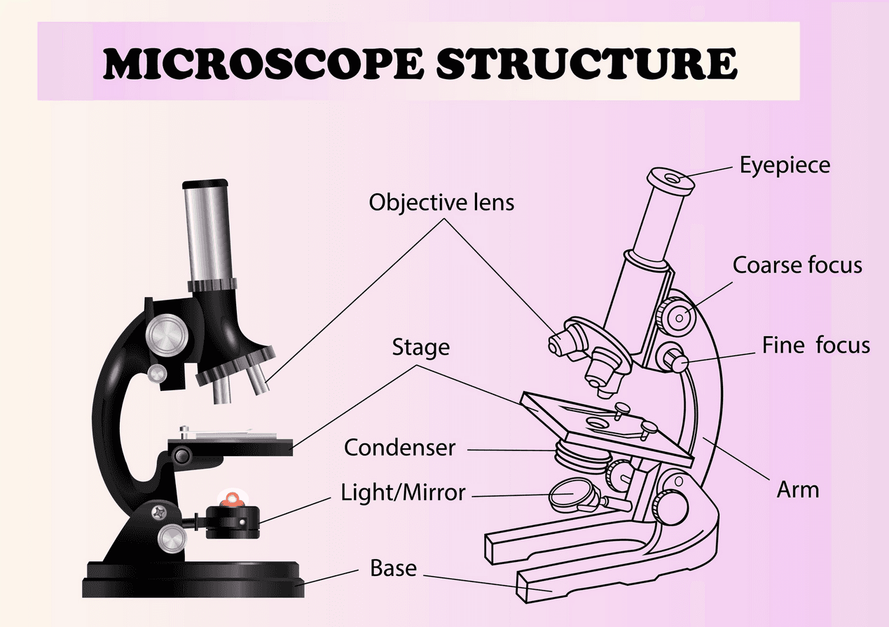 An image of a microscope structure, a student can draw in their SIWES logbook